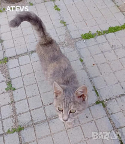 Малко коте търси дом!, снимка 8 - Други - 52517200