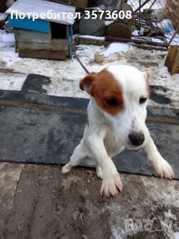 Продавам куче Джак Ръсел 