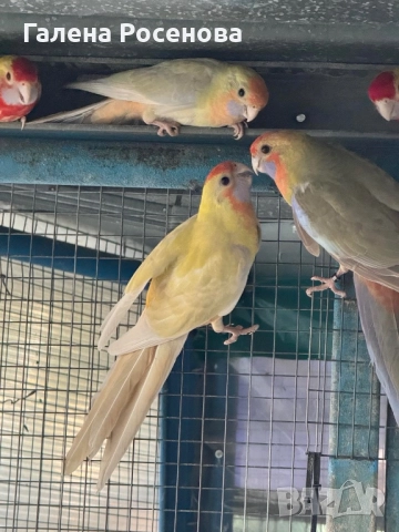 Пенантови розели, снимка 6 - Папагали - 51472697