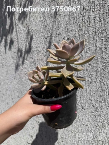 Сукулент Graptopetalum paraguayense (Седеф, Каменна роза, Призрачно растение, Майка на перлите), снимка 4 - Градински цветя и растения - 51003729