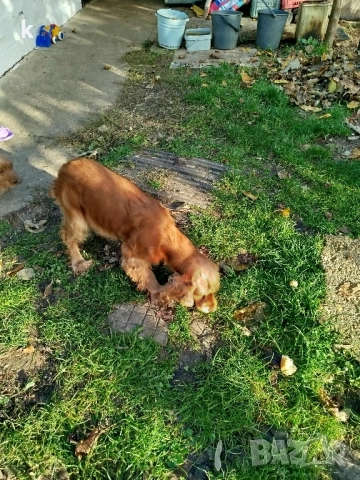 Женски Кокер Шпаньол, снимка 3 - Кокер шпаньол - 52431543