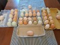 Домашни яйца- L;XL, снимка 1 - Домашни продукти - 41738013