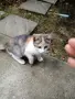подарявам женско коте на 3 месеца, снимка 7