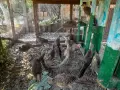 Червено златни фазани , снимка 2