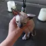 Чистокръвни канадски сфинксове, снимка 2