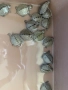 Продавам водни костенурки, снимка 3