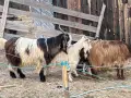 свободни 7 бройки бартер , снимка 3