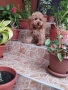 Мини Пудел Той Пудел , снимка 8