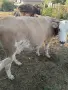 Продавам крава за клане, снимка 4