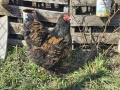 Продавам разплодни яйца от Златно кантирана Брама/Gold Laced Brahma, снимка 17