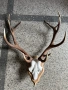 ловен трофей от благороден елен, снимка 1