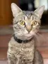 Подарявам мъжко коте СИЛВЪР, снимка 7
