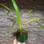 Финикова палма, снимка 1 - Стайни растения - 42450269