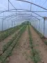 Продавам Оранжерии, снимка 4