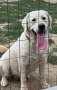 Лабрадор ретривър бели женски, снимка 4