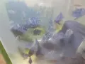 Аквариумни рибки , снимка 6