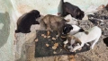 Подаряват се 6 малки кученца. , снимка 5
