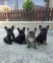Френски булдог French Bulldog, снимка 1