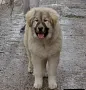 Кавказки овчарки , снимка 1