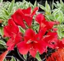 Alstroemeria Colorita Katiana – уникална пъстролистна алстромерия, снимка 4