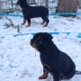 Ротвайлер , снимка 1