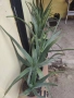 Алое вера - различни големини, снимка 3