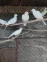 Качулати гугутки , снимка 5