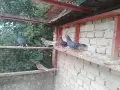 Пазарджишки гълъби, снимка 5