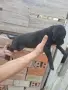 Кане корсо чистокръвни , снимка 3
