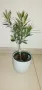 Маслина -Olea europaea Mini, снимка 1