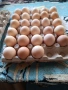 яйца за люпене от Съсекс и голошийки и качулати , снимка 6