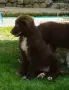Каракачански кучета, снимка 17