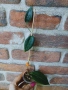 Hoya piestolepis, снимка 2