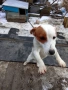Продавам куче Джак Ръсел , снимка 1