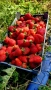 Продавам качествен разсад ягоди тел 0887 488 357 , снимка 1