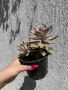 Сукулент Graptopetalum paraguayense (Седеф, Каменна роза, Призрачно растение, Майка на перлите), снимка 4
