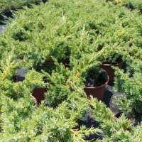 Стелеща Хвойна Шлагер,  Juniperus conferta Schlager, снимка 3 - Градински цветя и растения - 39228677