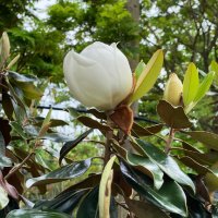 Magnolia Grandiflora (Магнолия Грандифлора), снимка 2 - Градински цветя и растения - 41266709