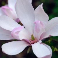 Магнолия Пинки,  Magnolia Pinkie, снимка 1 - Градински цветя и растения - 40173369