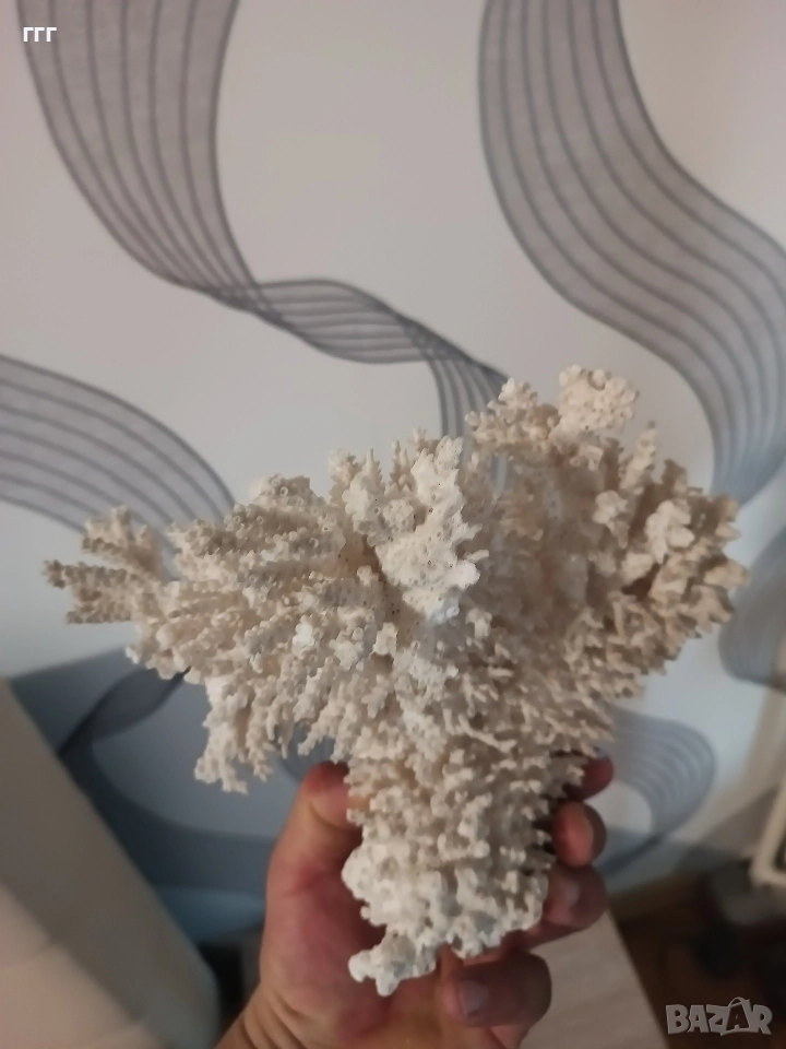 Естествен корал, снимка 1