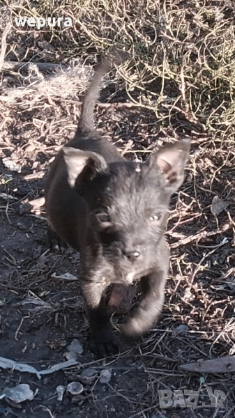  кученца, снимка 1