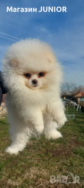 мъжко померанче, снимка 1