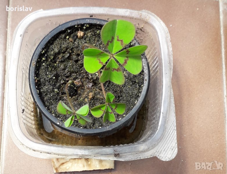 Четирилистна детелина, снимка 1