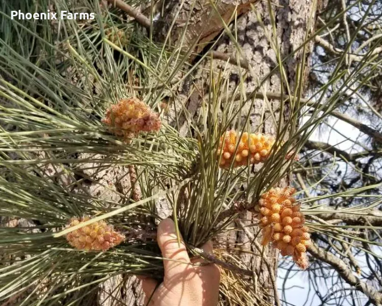 Боров прашец суров веган Български, снимка 1
