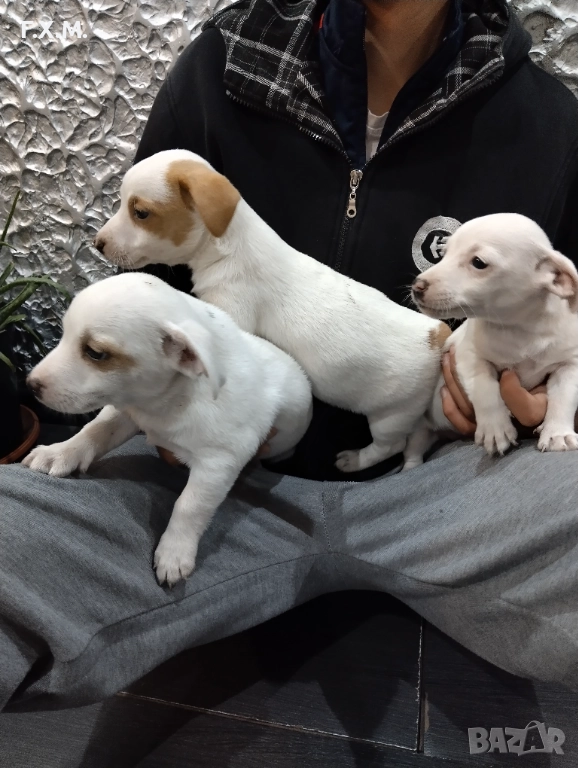 Джак ръсел , снимка 1