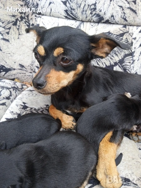 продадени са , снимка 1