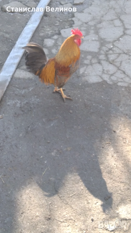 Продавам  петле полуджинка, снимка 1