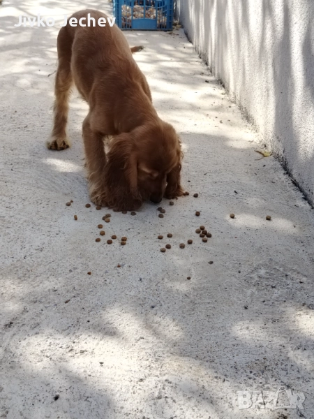 Кокер Шпаньол , снимка 1
