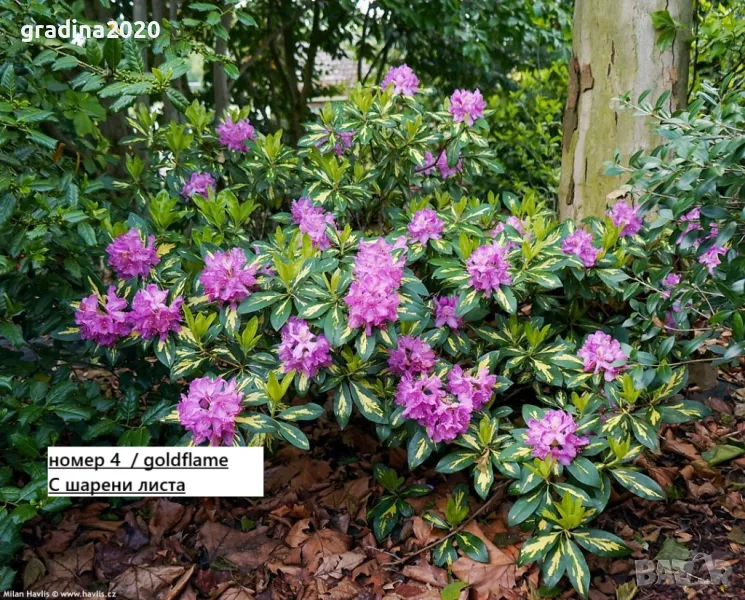 Рододендрон, снимка 1