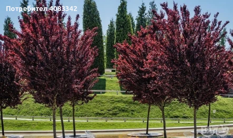 Червенолиста Слива, снимка 1